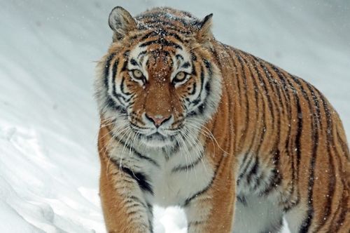 虎虎生威！2025年属虎人的财运和感情居然这么炸裂？！