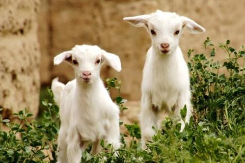 2026年属羊的人会有哪三大喜事？他们需要佩戴什么吉祥物？