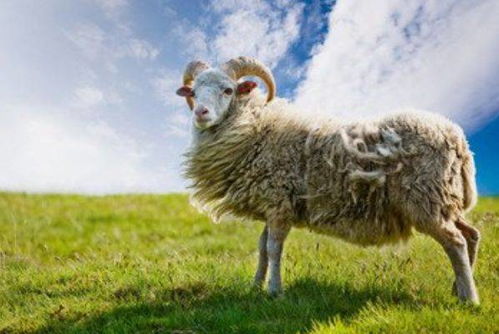 2026年属羊人的运势具体内容是什么？