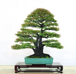 2. 辟邪镇宅功嫩