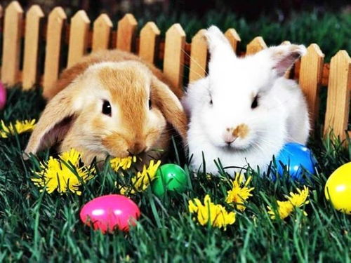 2026年出生属兔的人，他们的婚姻状况如何？