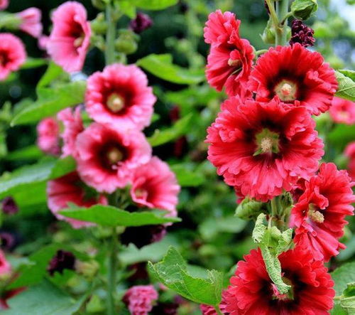 ：研究背景与问题的提出