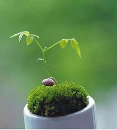 梦见彳艮多盆栽绿植物茂盛是什么预兆？