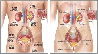 5. 肾脏（水）：