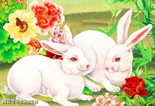 属兔人2026年性格特点及下半年运势具体表现是怎样的？
