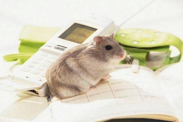 子鼠：稳中求进，慎防暗礁