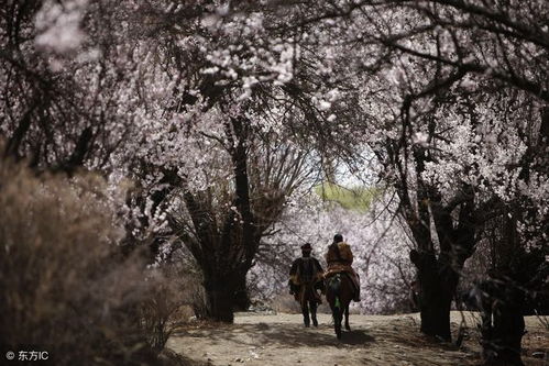 我的八字日柱看另一半运势如何？