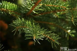 医疗场所门口植松之具体影响与调适策略