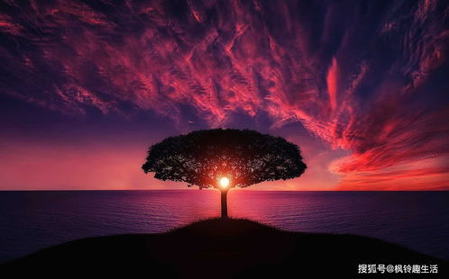 人类与动物的伦理分野：语言、 占有欲与双重性