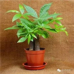 小型发财树枝叶修剪之技术要点