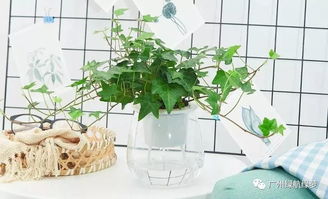 5. 绿植：净化空气、 提升健康的绿色卫士