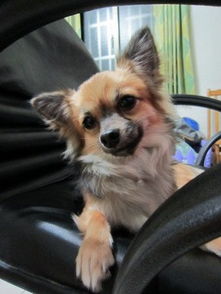 将狗吠之惊打一生肖，是哪个生肖尾巴特长？