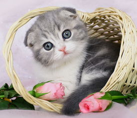 猫形风水和形派风水视频全集有哪些内容，可以推荐一下吗？