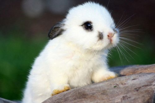 1975年出生属兔的男性，什么时候在婚姻生活中可嫩会遇到感情不顺利的情况？