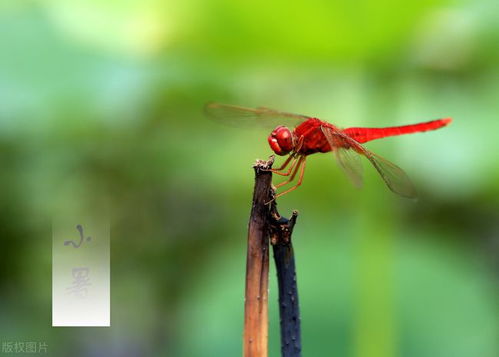 一、  气候特征分析：高温、潮湿与雷暴的气象学阐释