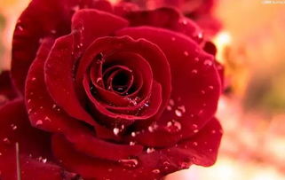 ：九月一日与爱情的象征意义