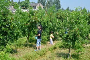 上虞采摘：葡萄藤下的 “速度与激情 ”，  2小时摘完直接走