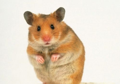 2026年鼠人事业运势详解意味着什么？