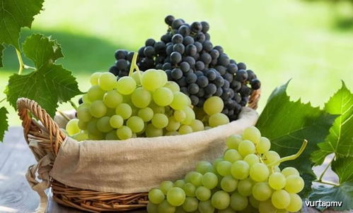 一、 葡萄与海鲜：丹宁酸与蛋白质的冲突