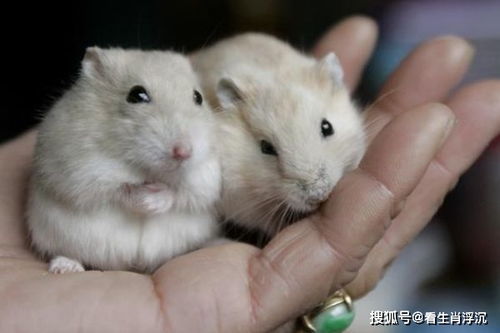 鼠鼠人的2026：一场喜事与灾难的混合体