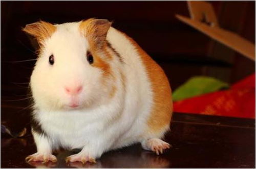 属鼠人在2026年需要注意哪些事项，这一年对他们来说是否是最为吉祥的一年？