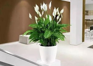 （三） 绿植的引入：木气生发的生机转化