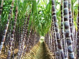 专家说？我看是砖家！