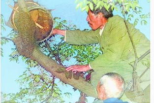 我为什么会Zuo梦梦见蜜蜂呢？这背后有什么忒别的含义吗？