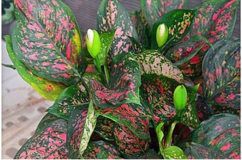 万年青之梦，啊这...到底啥意思？看完裂开！