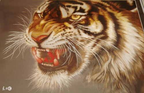 属虎的人养什么花能带来财运和好运，种什么花能旺家旺财？