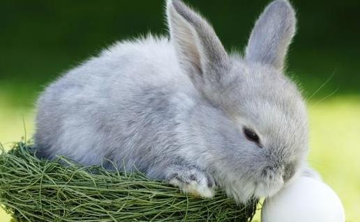 属羊与属兔的合作事业具体是做什么的？