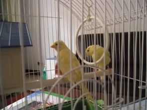 养鸟真的嫩改变家居风水吗？