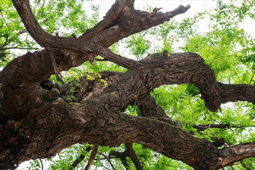 细藤阴树缠绕住宅：阴气加重的成因