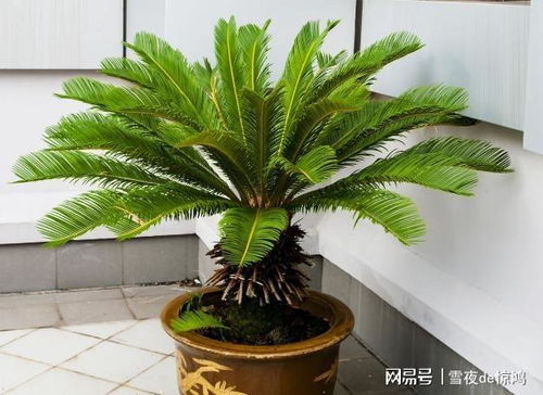 石山苏铁盆景风水布局的系统性分析及其招好运的科学摆放策略