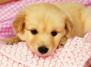 属狗人12月份出生的吉凶分析详解怎么样？