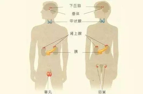 1. 激素“踢人”式作用