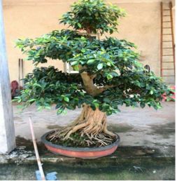 家里种植小榕树对风水有益吗？