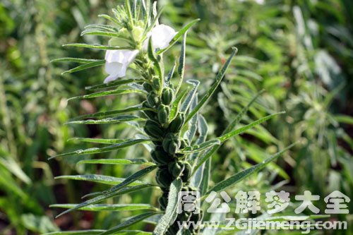 梦见各种花开预示着什么吉凶？