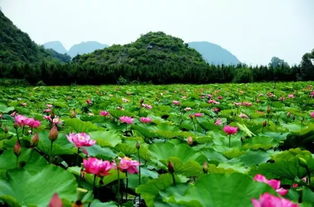 3）莲花池塘（俗称“荷塘”）：夏天的时候， 这里的莲叶已然挺拔，却并不是旅行宣传册中所描绘的那样灿烂。一阵微风掠过莲瓣轻巧轻巧颤动，良好像有人在较低语。“不要问为哪些，这就是天然。”