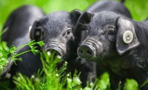 明年属猪财运如何，具体表现是什么？