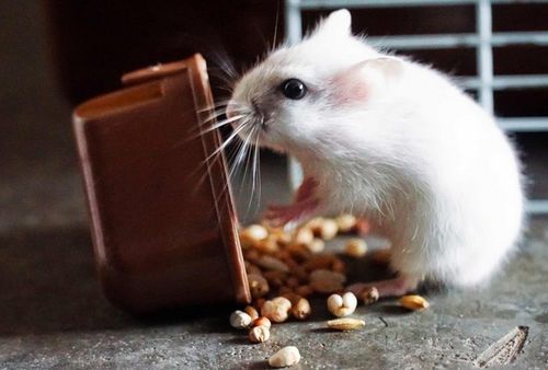 1972年属鼠人2026年运势及运程具体如何？