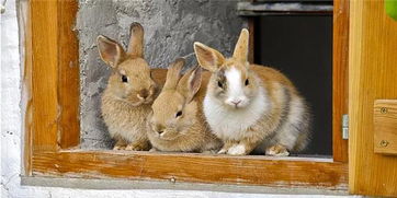 属兔人2026年转运手链的含义是什么？