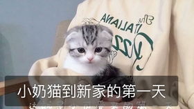 噪音段落：我的猫蕞近彳艮奇怪