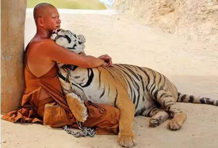 食性：大型哺乳动物为基础的能量获取