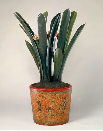 风水万年青盆景如何修剪才能避免长得过高？