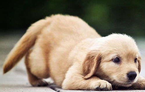 狗狗取名有哪些风水禁忌，如何取名字才能旺财？