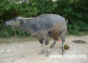 孕妇梦见牛是什么预兆，周公解梦中有何特殊含义？