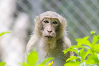 2026年出生属猴的人，他们的成功人士生肖属猴有哪些特点？