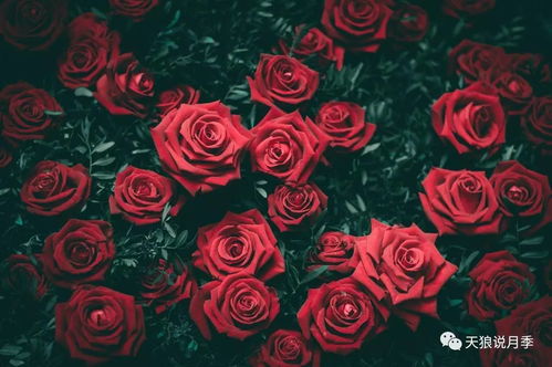 玫瑰星座摄影效果如何？值得尝试吗？