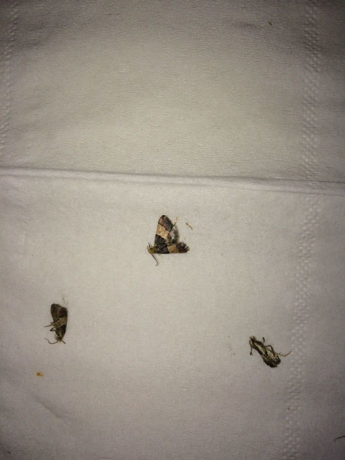 家里小飞虫对风水有影响吗？这是否会影响家居环境的和谐？